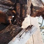 La charpente était dans un état catastrophique