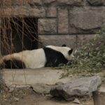 chine_135_