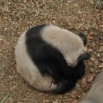 chine_136_