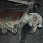 chine_137_